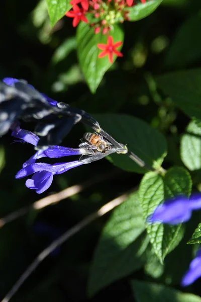 Lew Garden Orlando Florida — Stockfoto