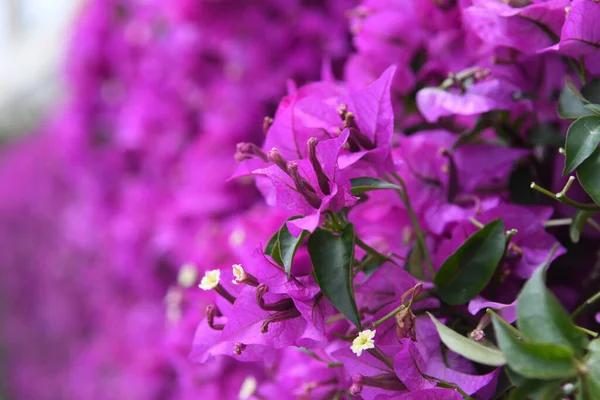 Bela Vista Flores Violetas — Fotografia de Stock