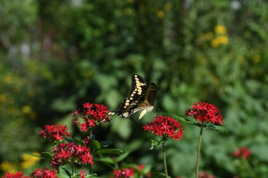 Orlando Florida 'daki Lew Garden.