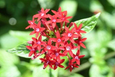 Orlando Florida 'daki Lew Garden. 