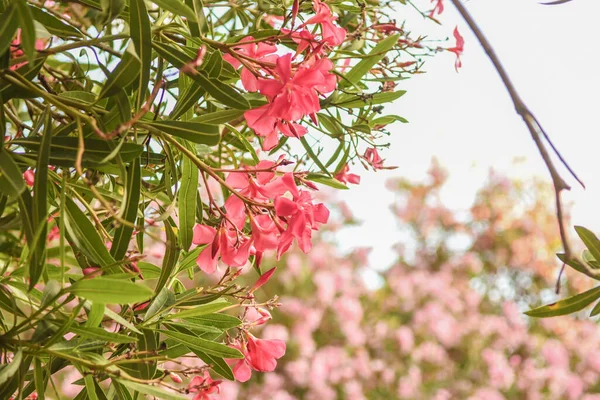 Uma Bela Variedade Flores Rosa — Fotografia de Stock