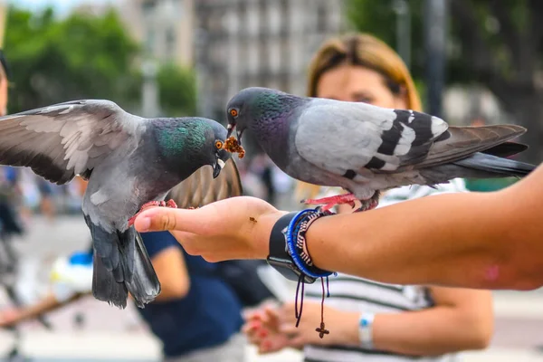 Vista Sobre Praça Principal Onde Pessoas Alimentam Pombos — Fotografia de Stock