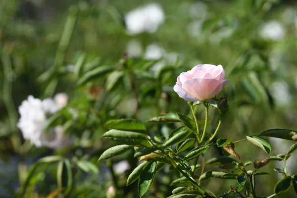 Lew Garden Orlandu Florida — Stock fotografie