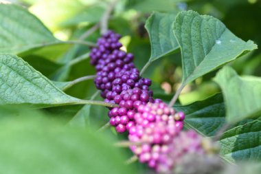 Orlando Florida 'daki Lew Garden. 