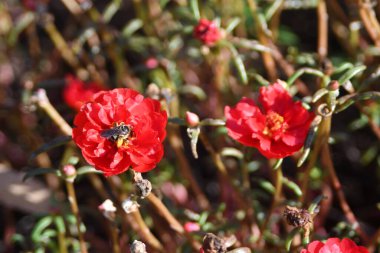 Orlando Florida 'daki Lew Garden