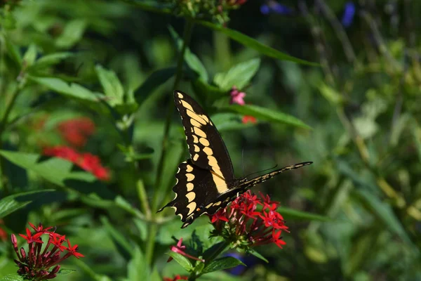 Lew Garden Orlando Florida — стокове фото