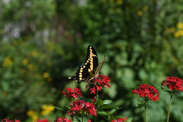 Güzel Bir Yaz Gününde Güzel Bir Kelebek Kırmızı Bir Çiçekte — Stok fotoğraf