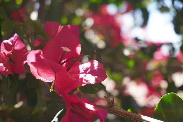 Closeup Photo Flowering Plant — Stock Photo, Image