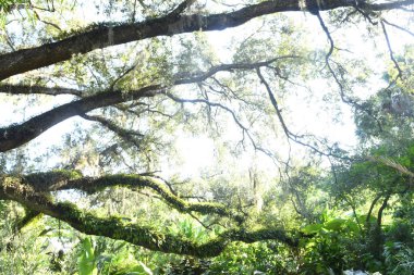 Orlando Florida 'daki Lew Garden. 