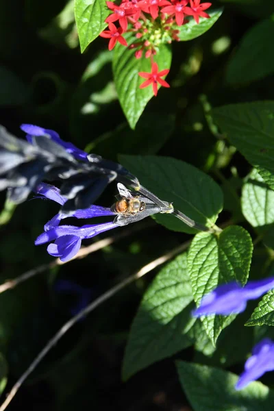 Lew Garden Orlando Florida — Foto Stock