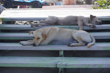 Sokak köpekleri banklarda yatıyor.
