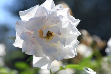 Orlando Florida 'daki Lew Garden. 