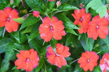 Orlando Florida 'daki Lew Garden. 