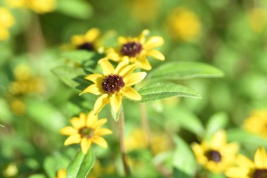 Orlando Florida 'daki Lew Garden