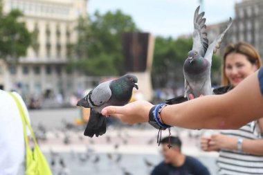 İnsanların güvercinleri beslediği ana meydanı görün
