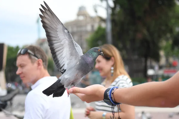 Θέα Στην Κεντρική Πλατεία Όπου Άνθρωποι Ταΐζουν Περιστέρια — Φωτογραφία Αρχείου