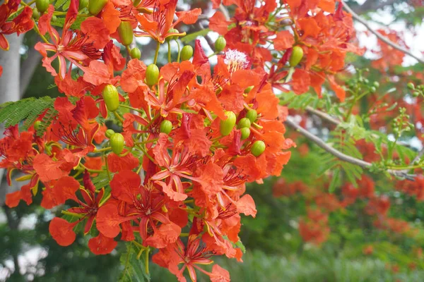 Vista Sobre Hermosas Flores Árbol —  Fotos de Stock