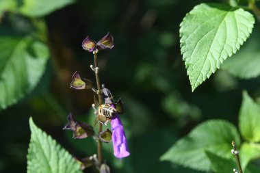 Orlando Florida 'daki Lew Garden. 