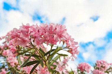 Güzel pembe bir çiçek dizisi.