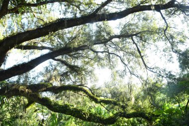 Orlando Florida 'daki Lew Garden. 
