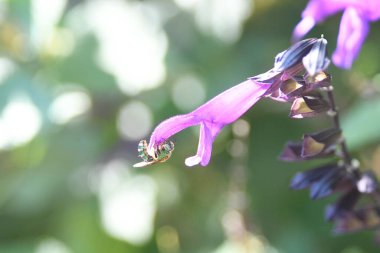 Orlando Florida 'daki Lew Garden. 