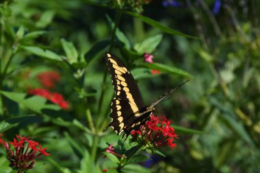 Orlando Florida 'daki Lew Garden.