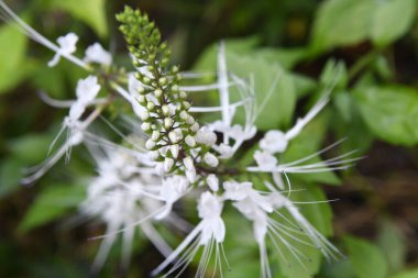 Orlando Florida 'daki Lew Garden. 