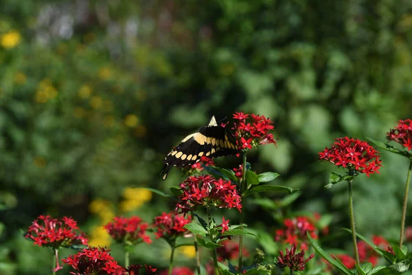 Lew Garden Orlando Florida — Fotografia de Stock