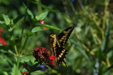 Orlando Florida 'daki Lew Garden.