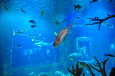 30 Ağustos 2016 'da Orlando Florida' daki güzel Orlando Eye 'daki Cirque du Soleil gösterisi..