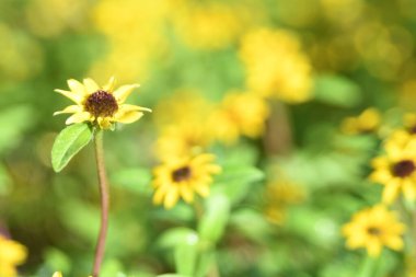 Orlando Florida 'daki Lew Garden