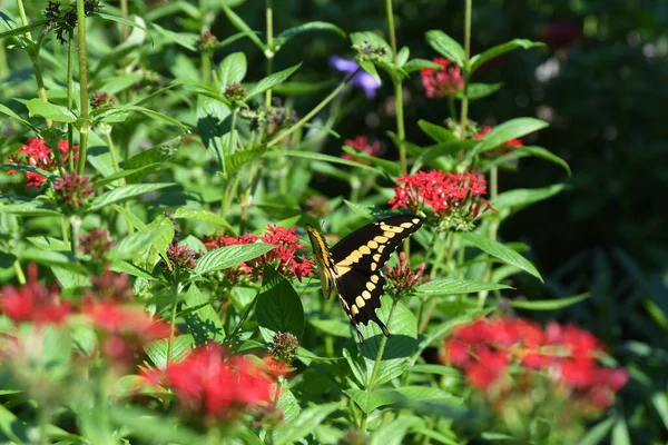 Lew Garden Orlando Florida — Stockfoto