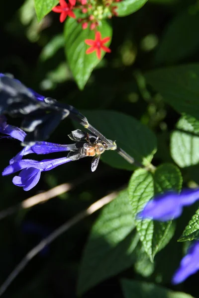 Lew Garden Orlando Florida — Stockfoto