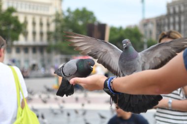İnsanların güvercinleri beslediği ana meydanı görün