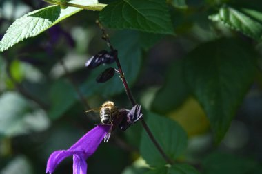 Orlando Florida 'daki Lew Garden. 