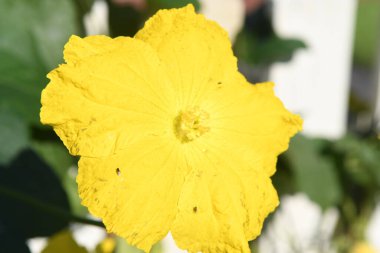 Orlando Florida 'daki Lew Garden. 