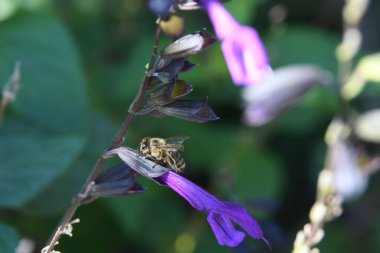 Orlando Florida 'daki Lew Garden. 