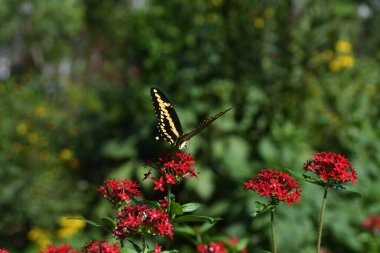 Orlando Florida 'daki Lew Garden.
