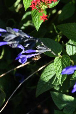 Orlando Florida 'daki Lew Garden. 