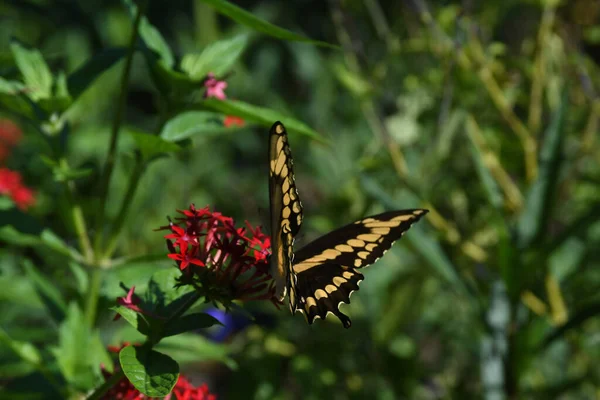 Lew Garden Orlando Florida — стокове фото