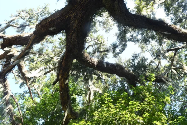 Lew Garden Orlando Florida — Fotografia de Stock