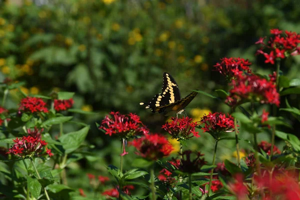 Lew Garden Orlando Florida — Stockfoto