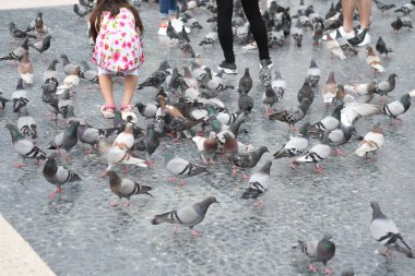 İnsanların güvercinleri beslediği ana meydanı görün