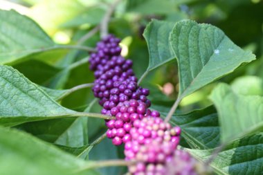 Orlando Florida 'daki Lew Garden. 