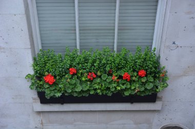 Londra Güzellik Şehri, 27 Mayıs 2017. 