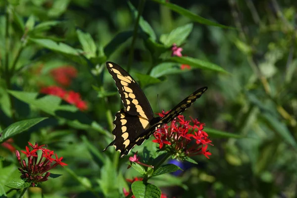 Lew Garden Orlando Florida — стокове фото