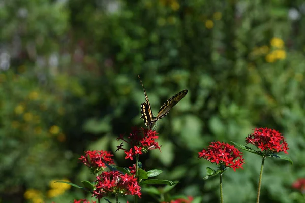 Orlando Florida Daki Lew Garden — Stok fotoğraf