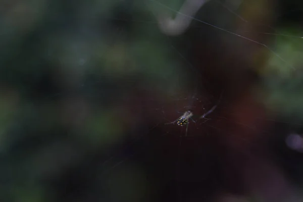 Lew Garden Orlandu Florida — Stock fotografie