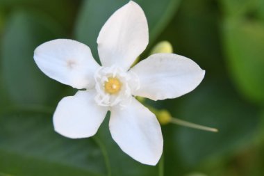 Orlando Florida 'daki Lew Garden. 