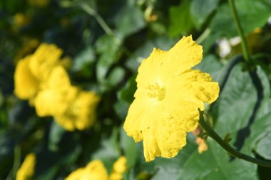 Orlando Florida 'daki Lew Garden. 